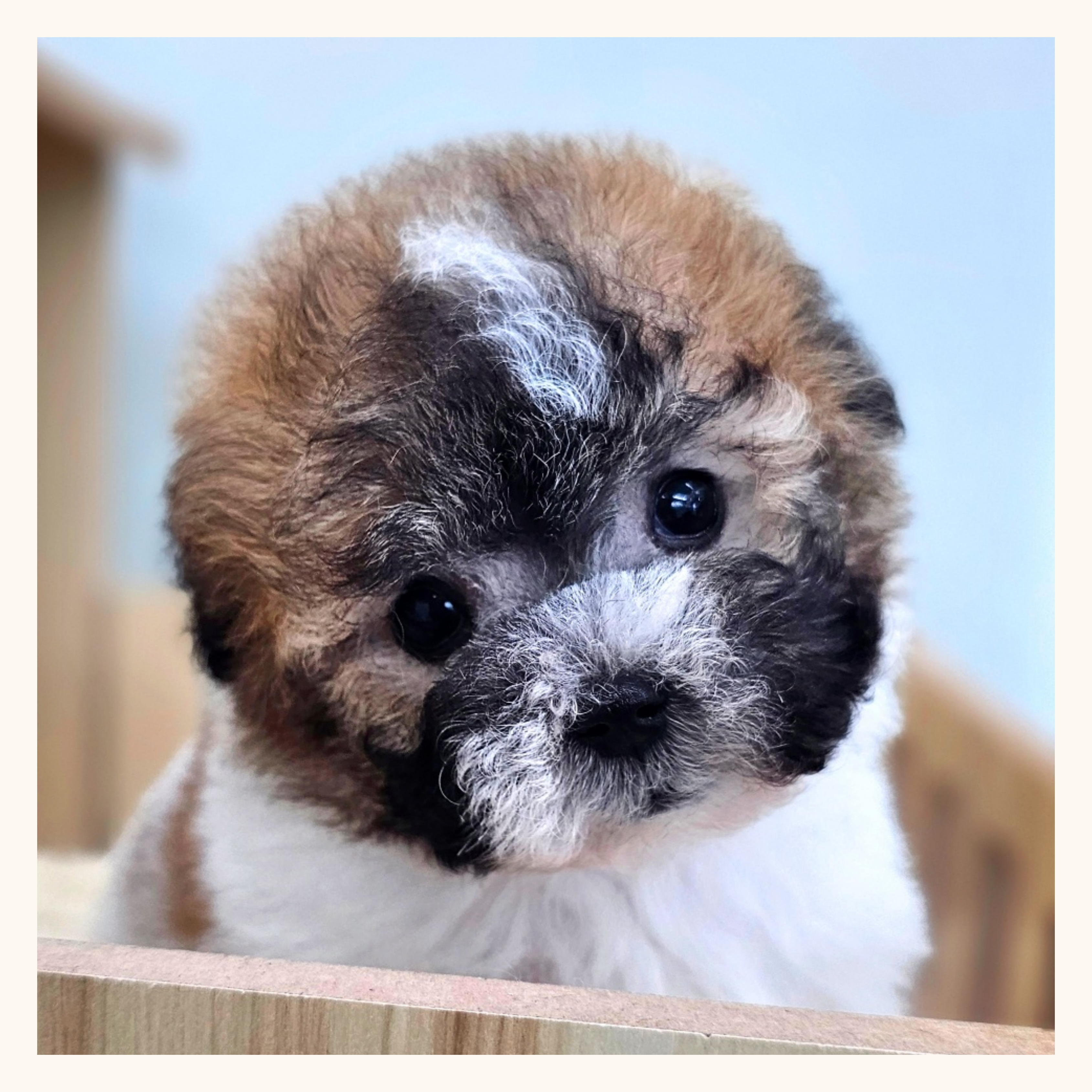 행복만개 인천본점(전, 퍼피캣 인천신현점) 게시판 이미지 4