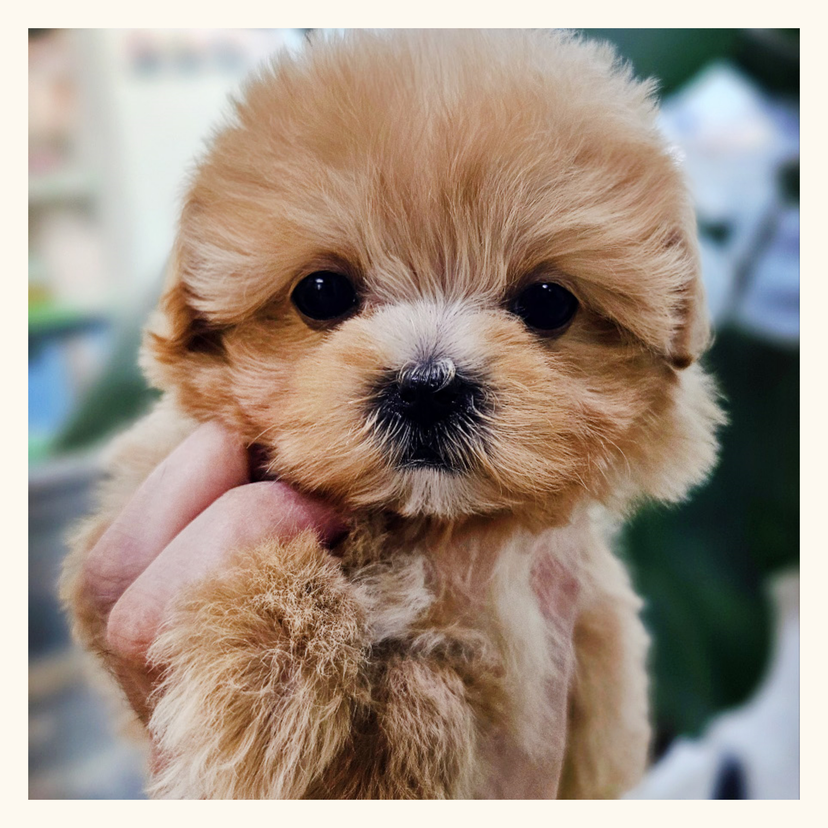 행복만개 인천본점(전, 퍼피캣 인천신현점) 게시판 이미지 3