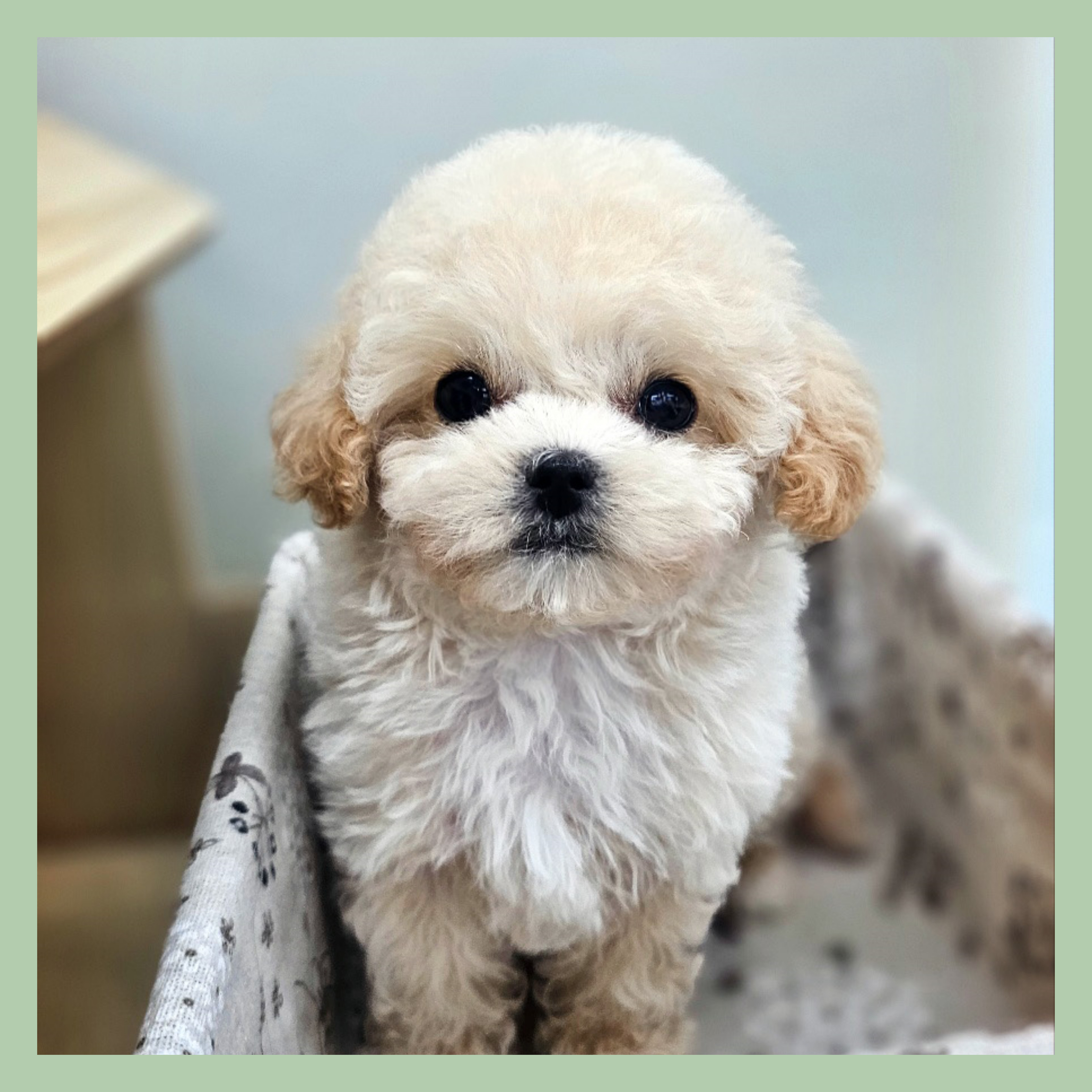 행복만개 인천본점(전, 퍼피캣 인천신현점) 게시판 이미지 2