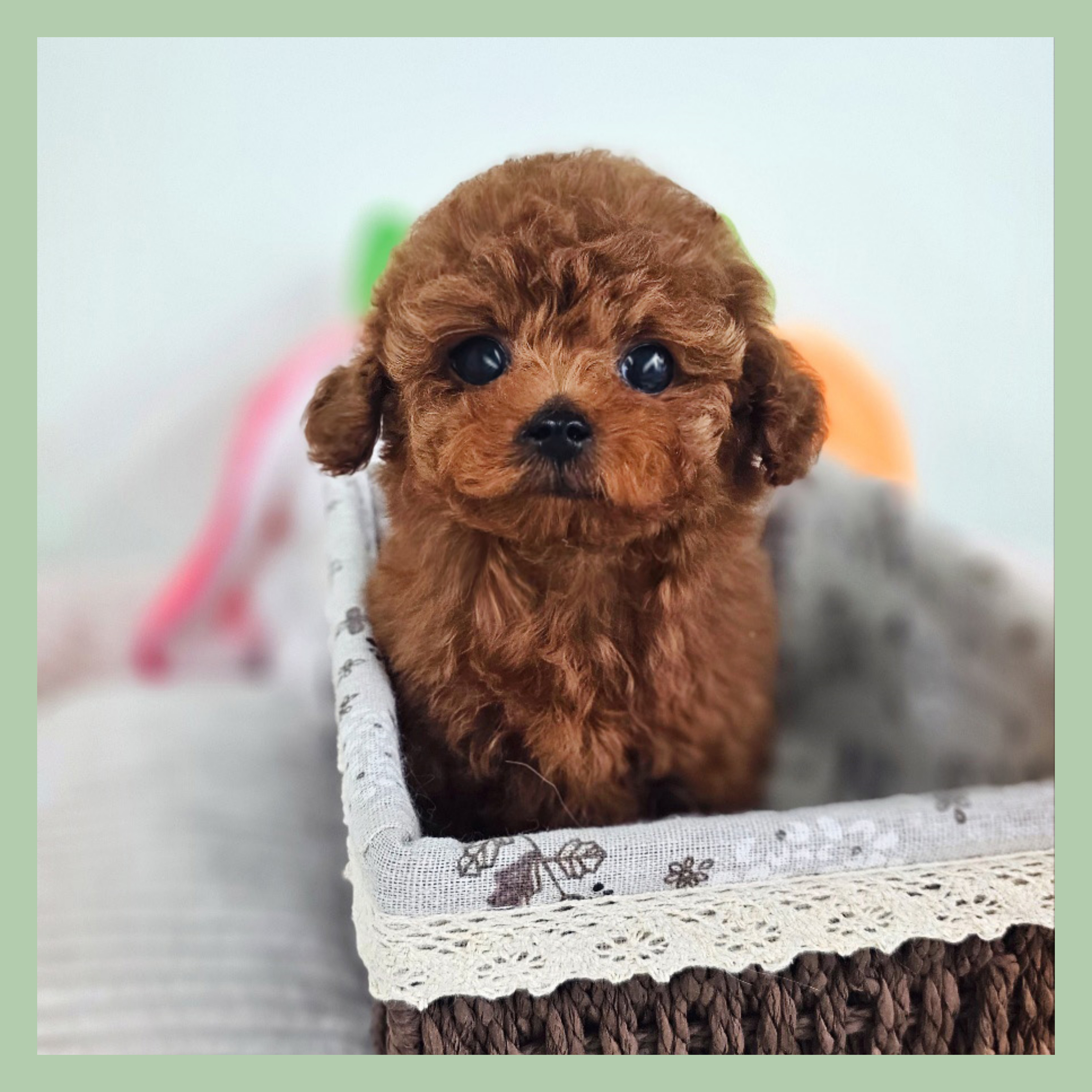 행복만개 인천본점(전, 퍼피캣 인천신현점) 게시판 이미지 1