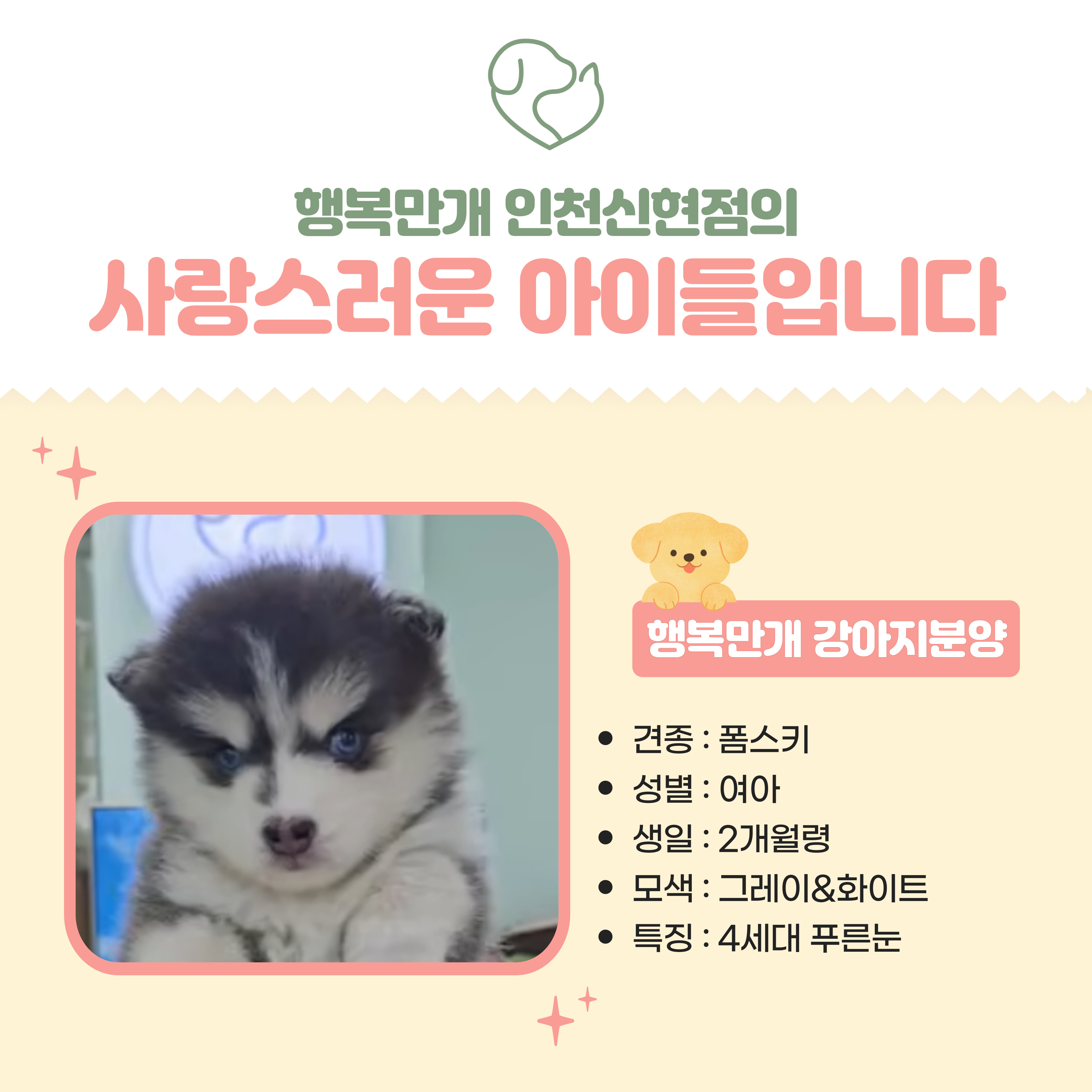 행복만개 인천본점(전, 퍼피캣 인천신현점) 게시판 이미지 3