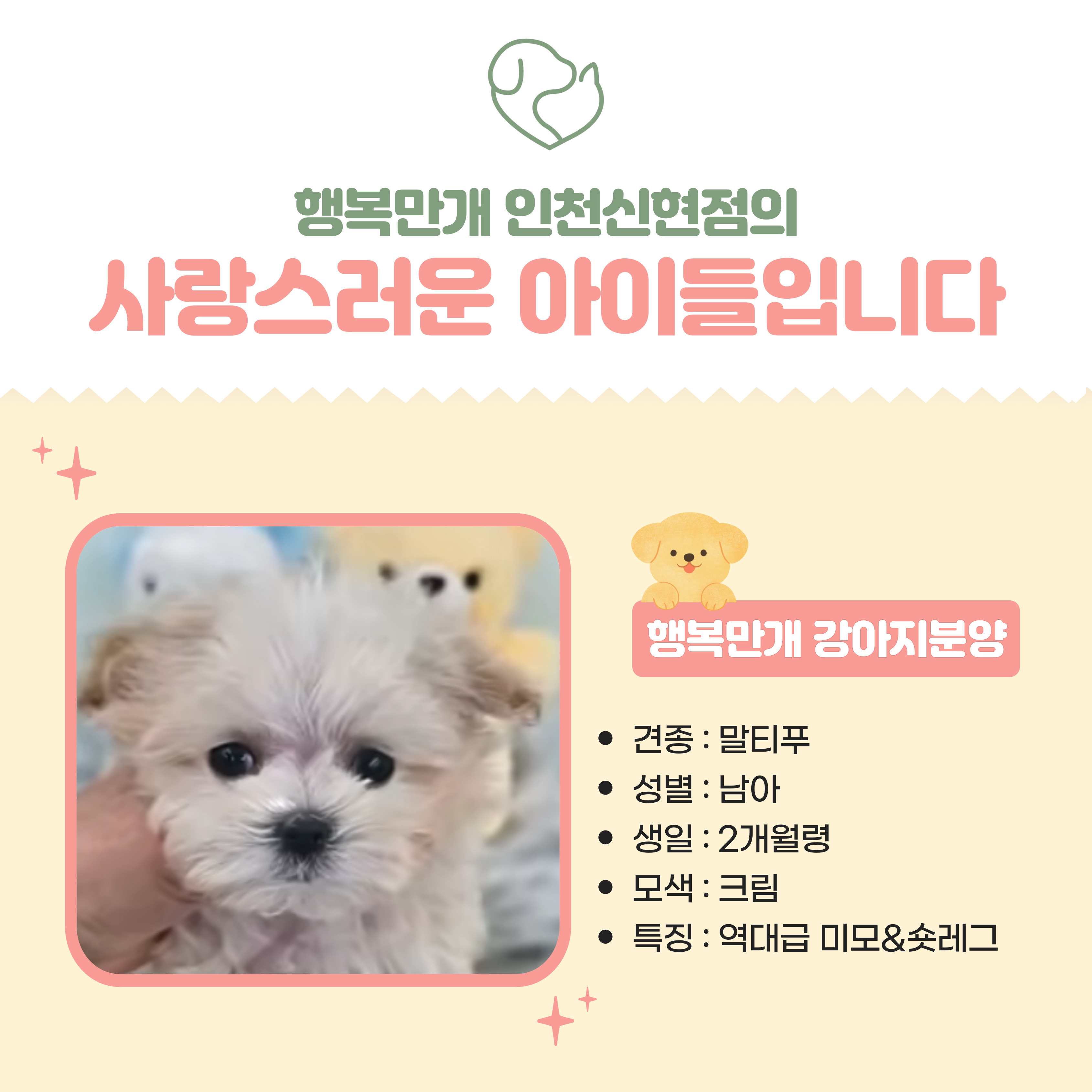 행복만개 인천본점(전, 퍼피캣 인천신현점) 게시판 이미지 2
